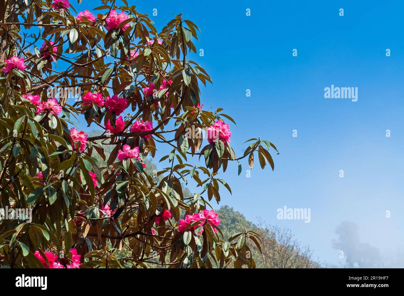 Beautiful view of blooming Rhododendron flowers, Rhododendron niveum tree in Sikkim, an evergreen shrub or small tree, flowers are in bulb formation. Stock Photo