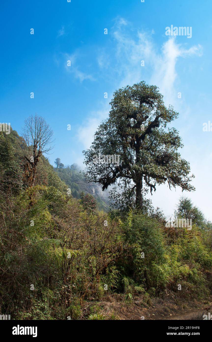 Trekking route through dense forest towards Varsey Rhododendron Sanctuary or Barsey Rhododendron Sanctuary. Tourist trekking route at Sikkim, India. Stock Photo