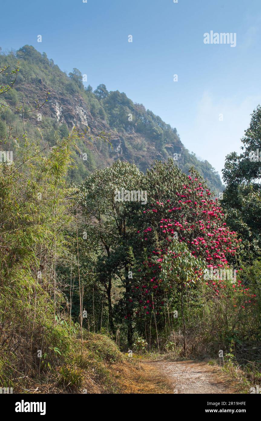 Trekking route through dense forest towards Varsey Rhododendron Sanctuary or Barsey Rhododendron Sanctuary. Tourist trekking route, Sikkim, India. Stock Photo