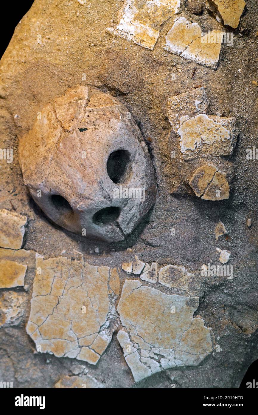 Lytoloma elegans / Rhinochelys elegans skull fossil and fossilised carapace fragments from the Late Cretaceous Period, Morocco Stock Photo