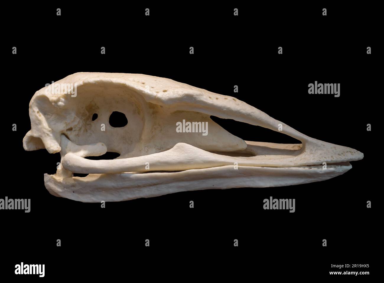 Skull of elephant bird, extinct flightless bird belonging to the order Aepyornithiformes that were native to the island of Madagascar Stock Photo