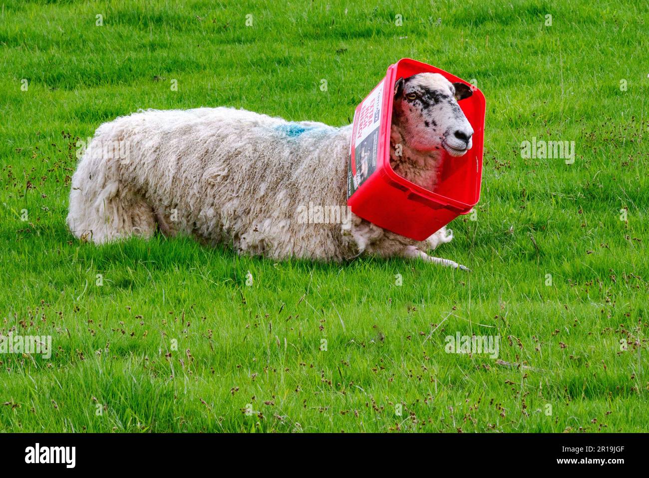 Sheep with her head stuck in a red plastic salt lick bucket