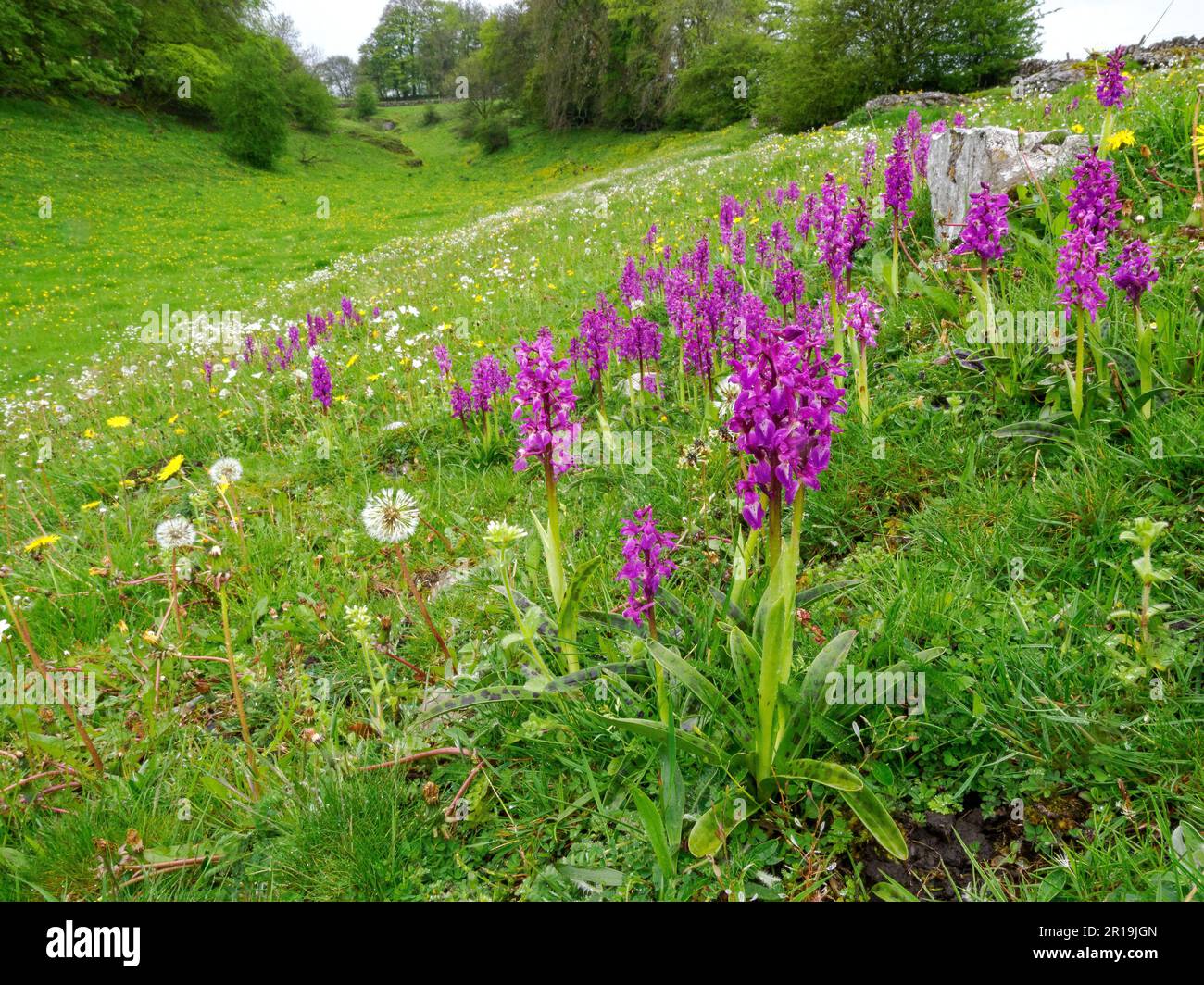 Colony of Early Purple Orchid Orchis mascula in Fern Dale above Lathkill Dlae in the Derbyshire Peak District UK Stock Photo