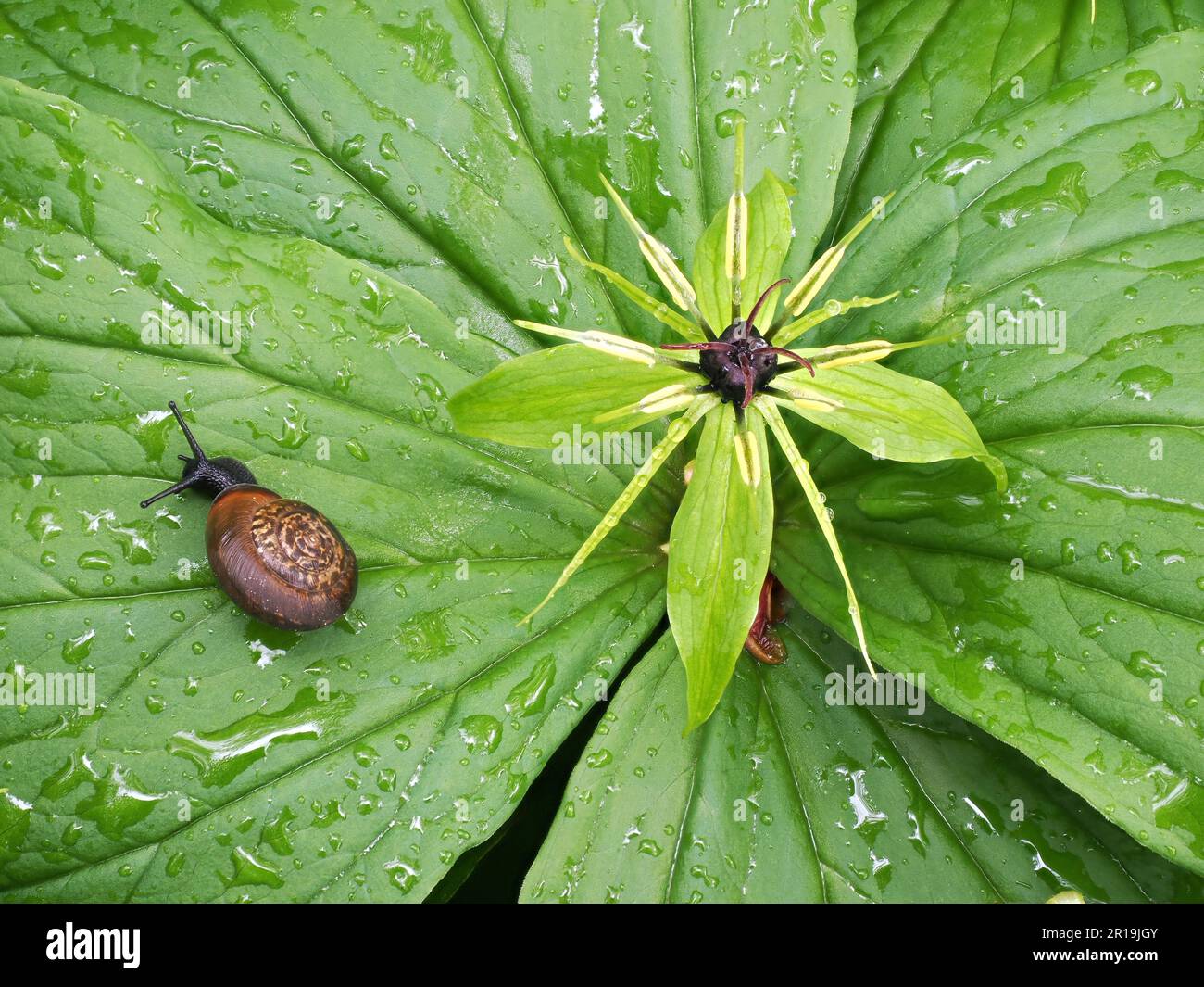 Herb Paris P quadrifolia and visiting snail after heavy rain in the Peak District of Derbyshire UK Stock Photo