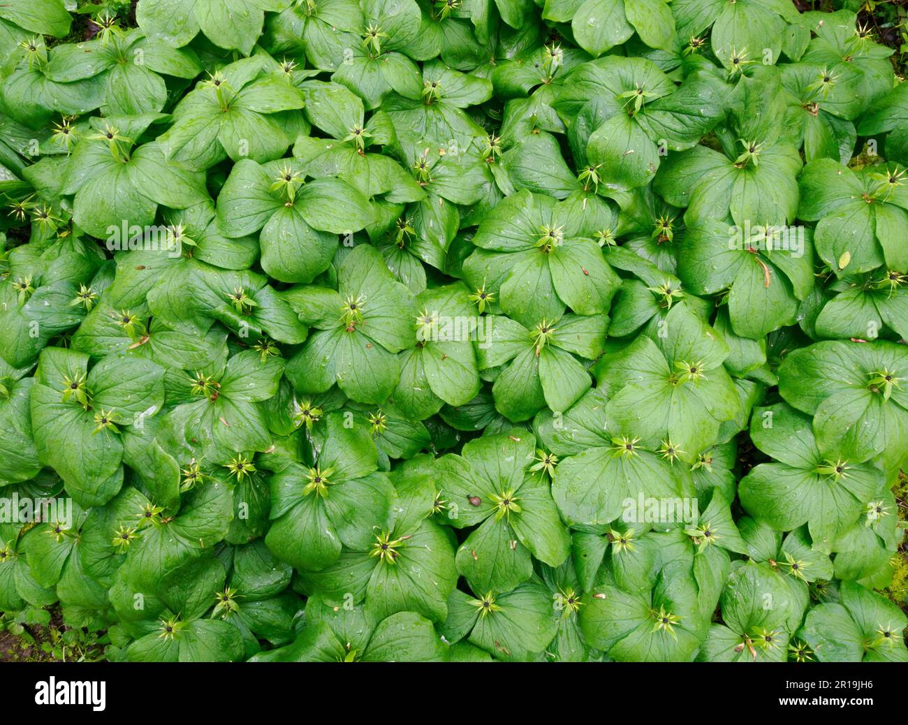 Large colony of Herb Paris P quadrifolia growing in damp calcareous woodland in the White Peak of Derbyshire UK Stock Photo