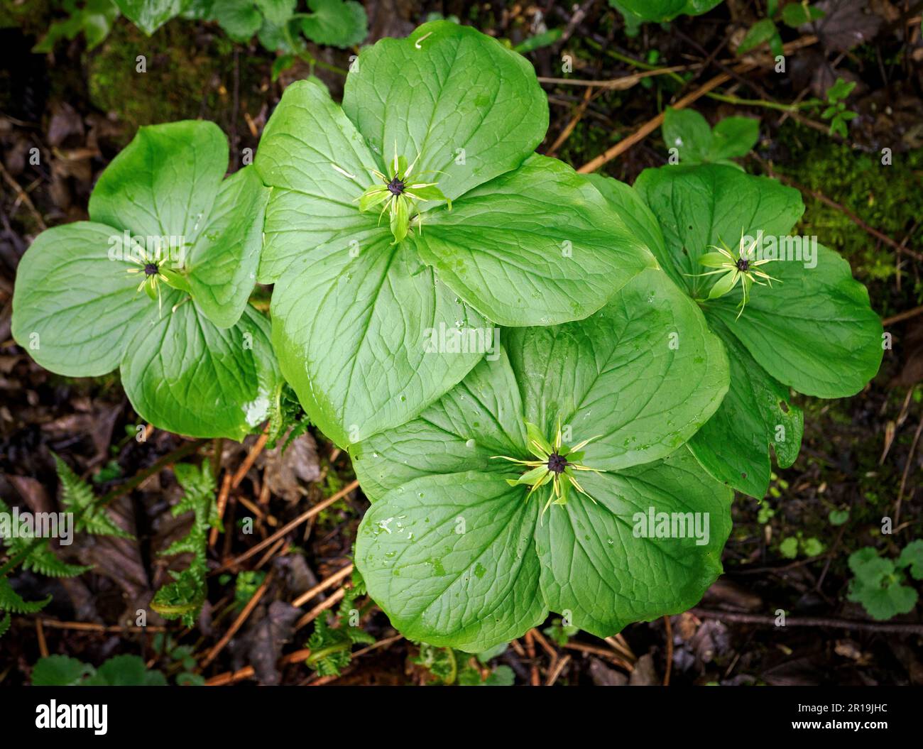 Herb Paris P quadrifolia growing in damp calcareous woodland in the White Peak of Derbyshire UK Stock Photo