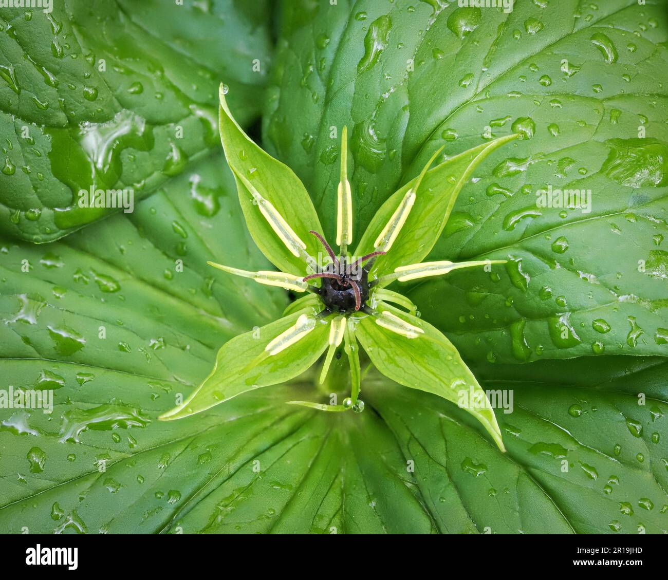 Herb Paris P quadrifolia growing in damp calcareous woodland in the White Peak of Derbyshire UK Stock Photo