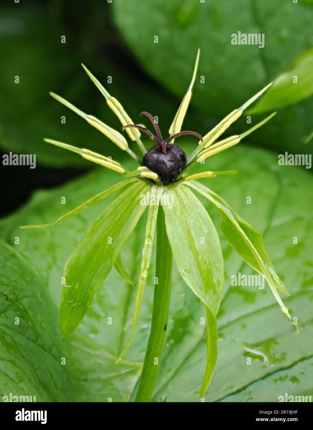The single flower of Herb Paris P quadrifolia with four sepals and petals eight anthers and purple four chambered ovary and stigmas - Derbyshire UK Stock Photo