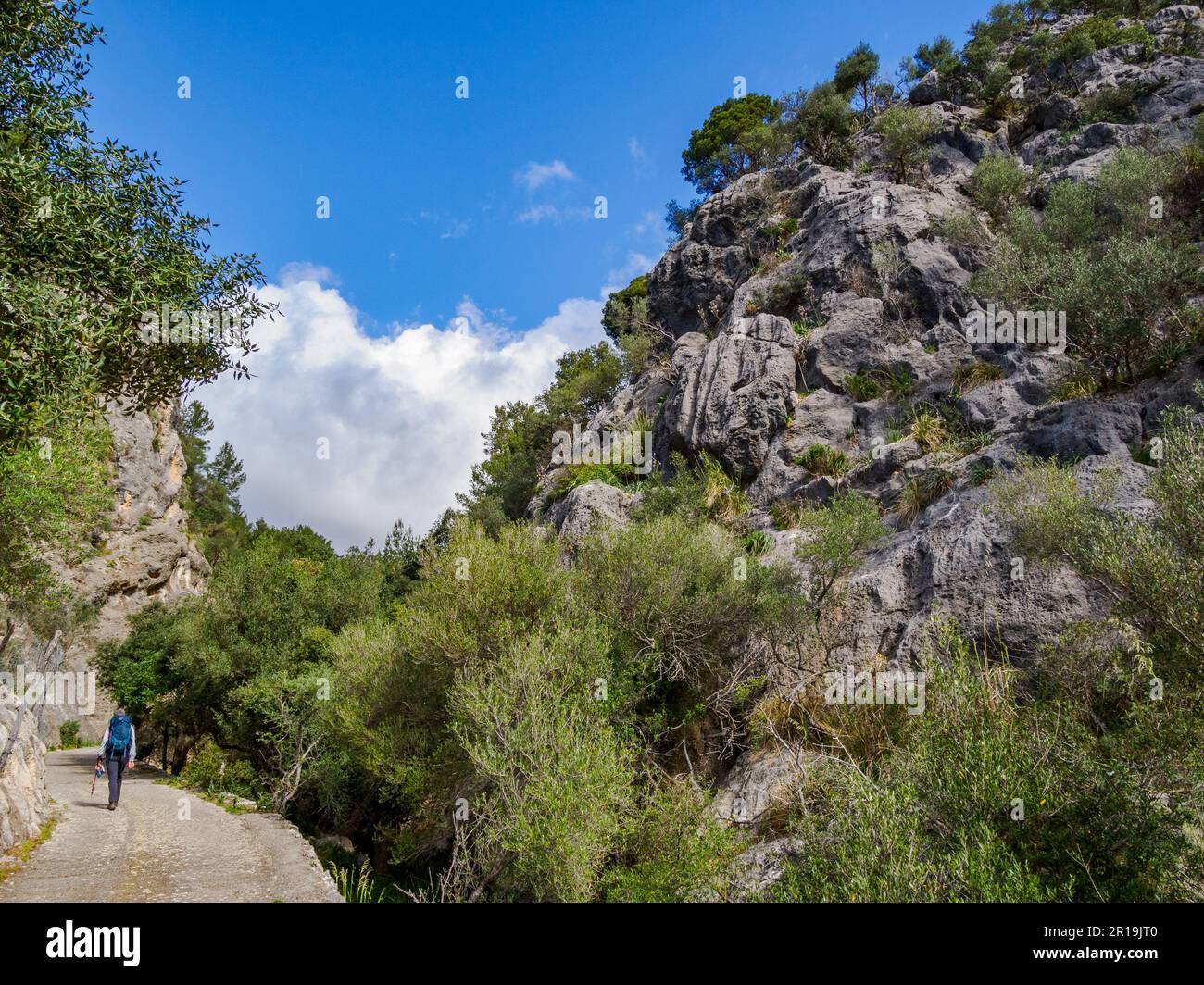 Walker on a track leading up through the rocky Pas de s'Escaleta from Alaro to Orient in the Tramuntana Mountains of northern Majorca Spain Stock Photo