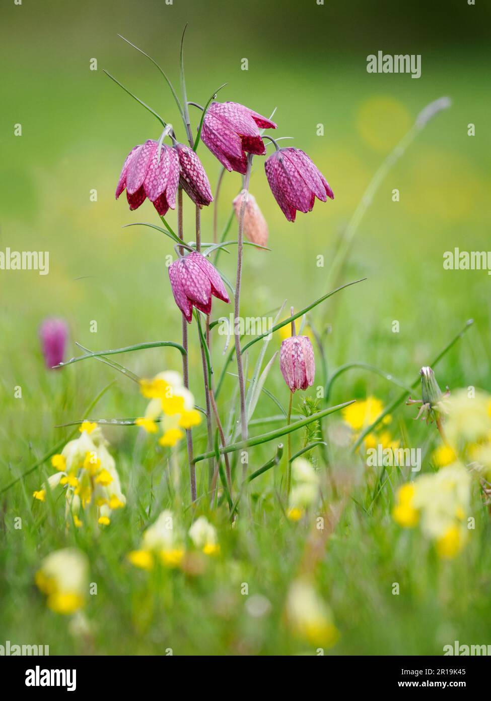 Snakeshead fritillary Fritillaria meleagris flowering amongst cowslip at Cricklade North Meadow Wiltshire Stock Photo