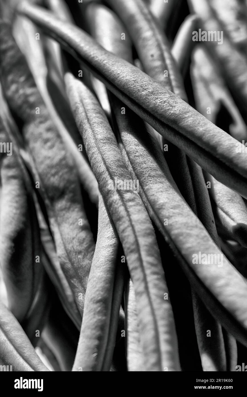 french beans Stock Photo