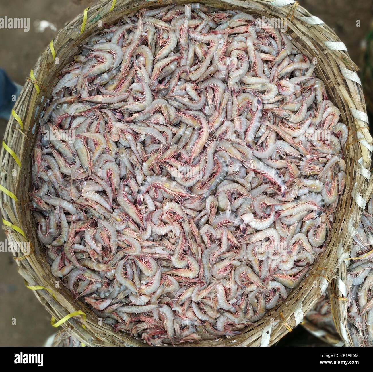 A top view of the group of fresh, raw shrimps in the basket Stock Photo