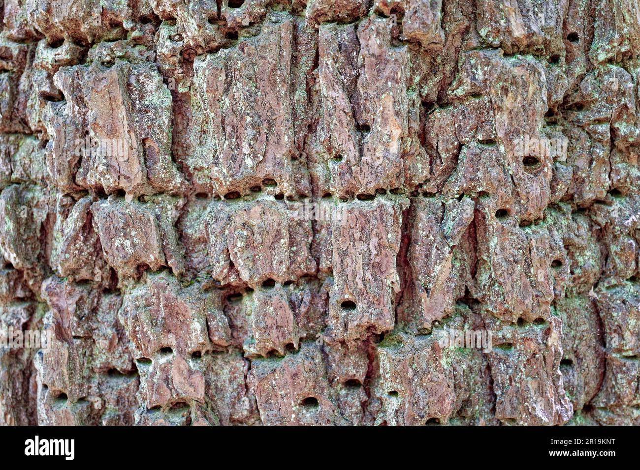 Textured tree bark with tiny holes closeup view for backgrounds wallpaper flat-lay and copy space uses Stock Photo