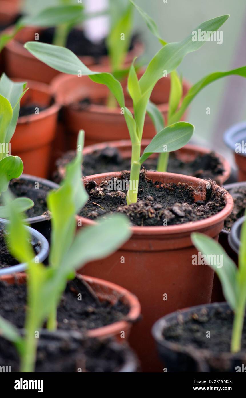 sweet corn, (zea mays), growing in pots in cool greenhouse before planting out in garden Stock Photo