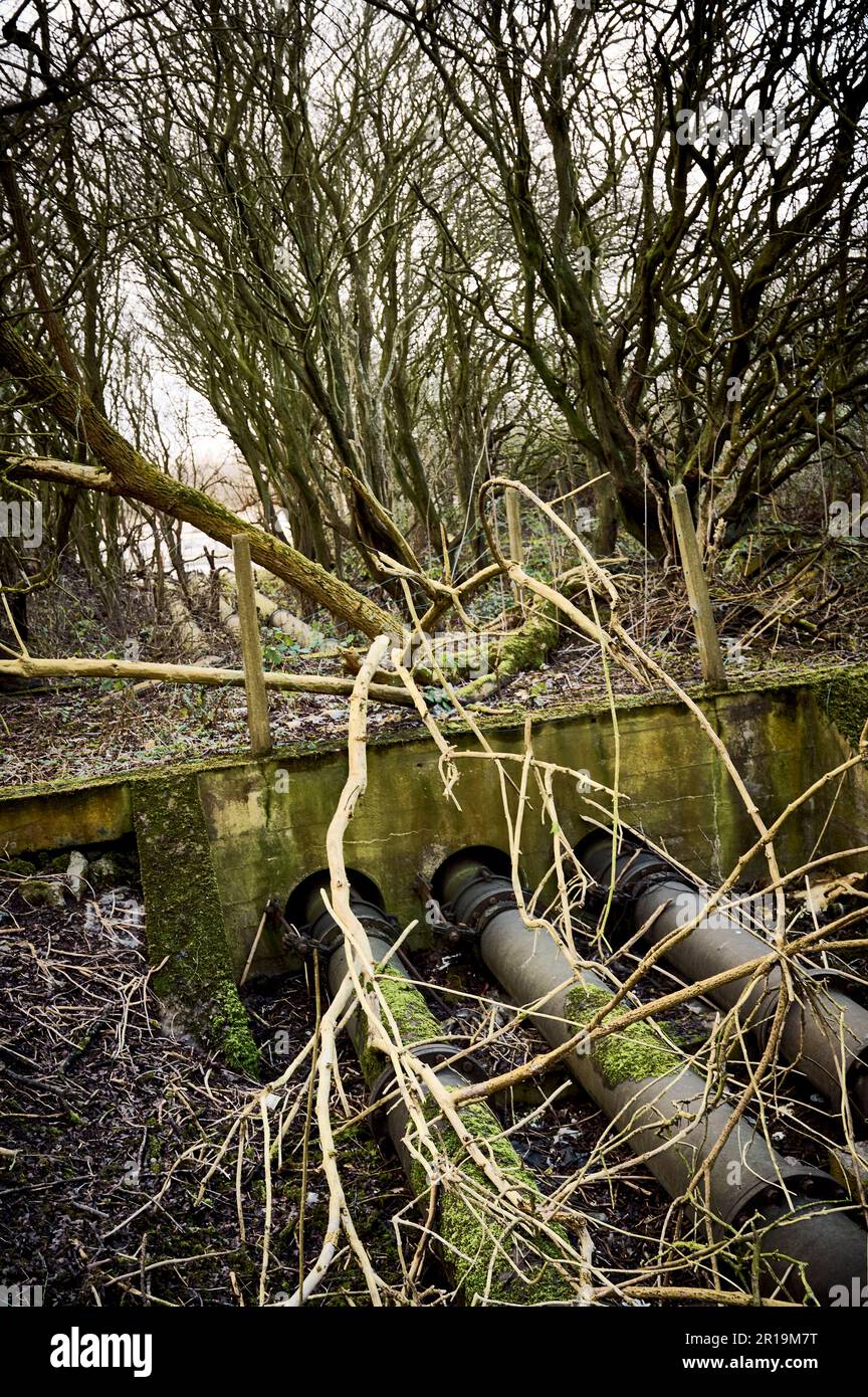 Old chemical factory pipes in undergrowth Stock Photo