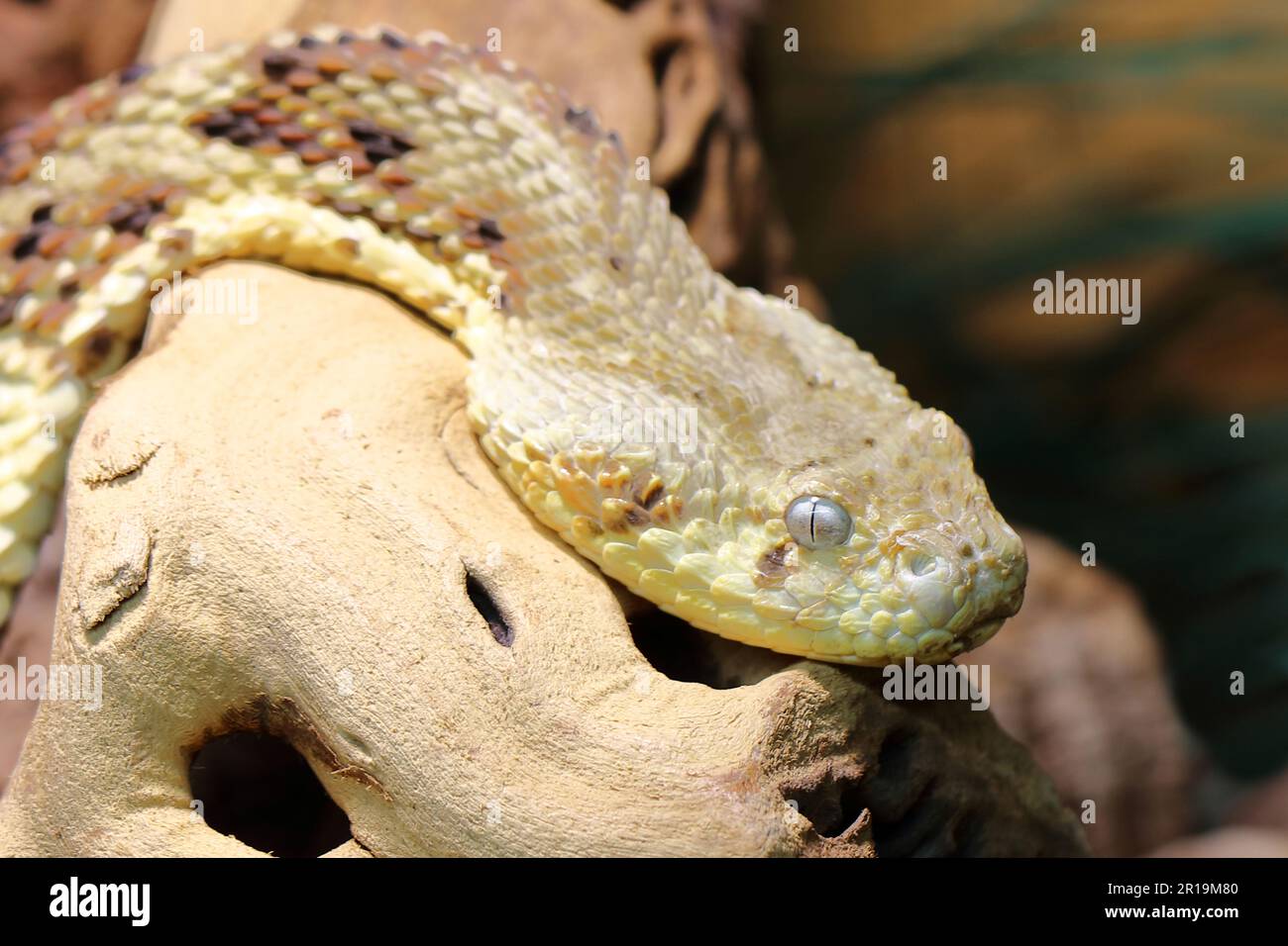 Puffotter / Puff adder / Bitis arietans Stock Photo - Alamy
