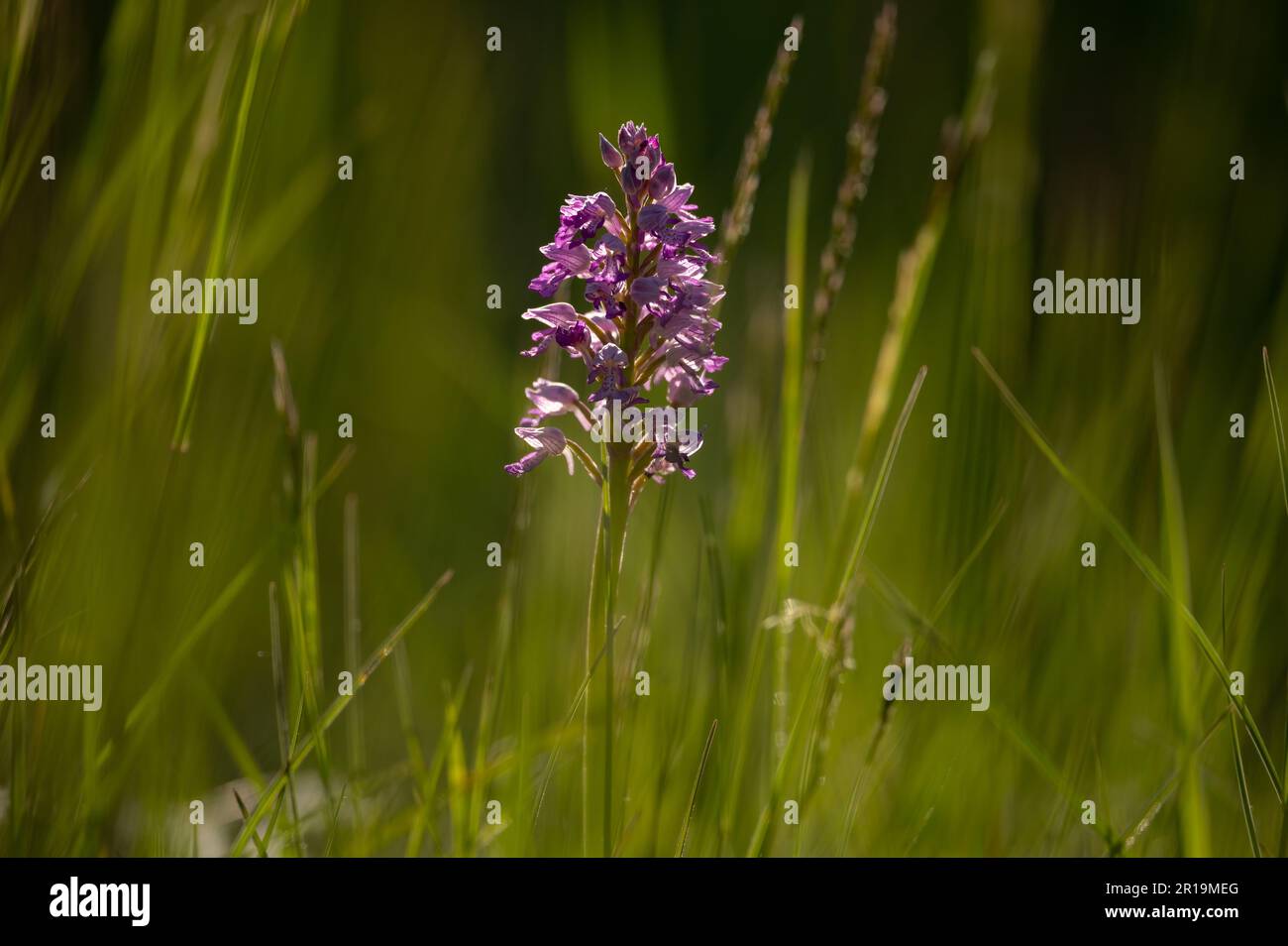 Closeup of a Green Winged Orchid (Orchis morio) on a sunny day in spring, Vienna (Austria) Stock Photo