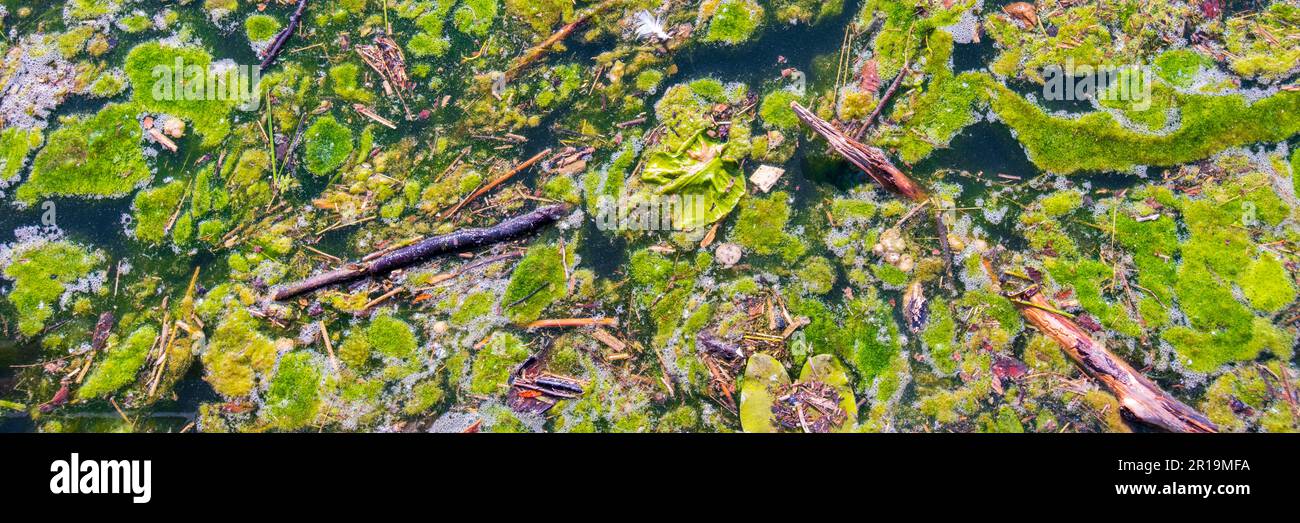 water pollution with growth of green algae Stock Photo