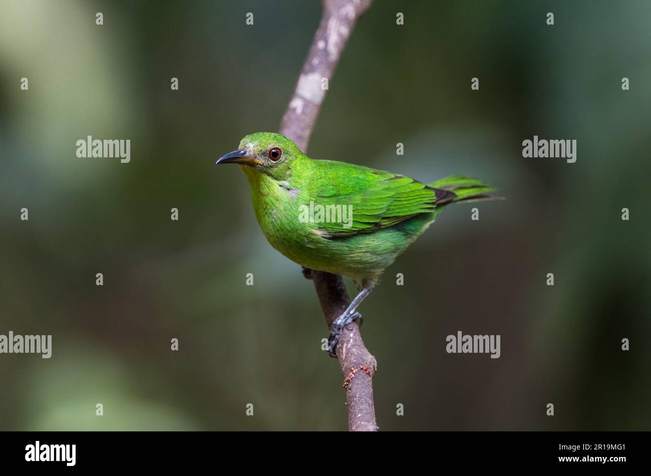 Perched Female Green Honeycreeper Chlorophanes Spiza In Panama Stock Perched Female Green Honeycreeper Chlorophanes Spiza In Panama Stock