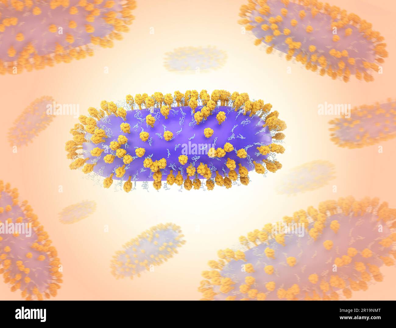 Human Respiratory Syncytial Virus (RSV) Creative layout featuring 3D renderings of respiratory syncytial virus (RSV), a common contagious virus that infects the human respiratory tract. Credit: NIAID Stock Photo