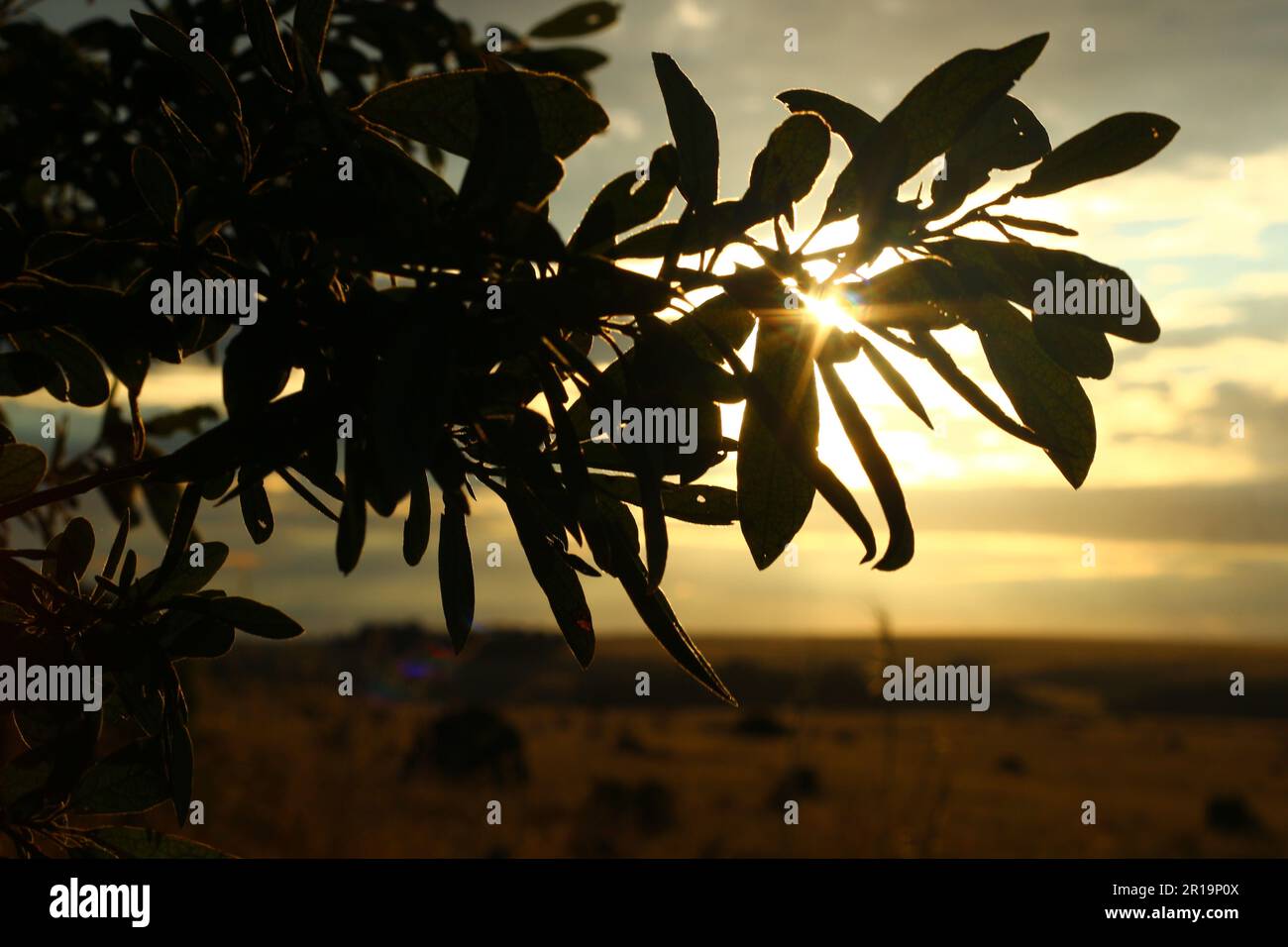 Sun rays through tree leaves hi-res stock photography and images - Alamy