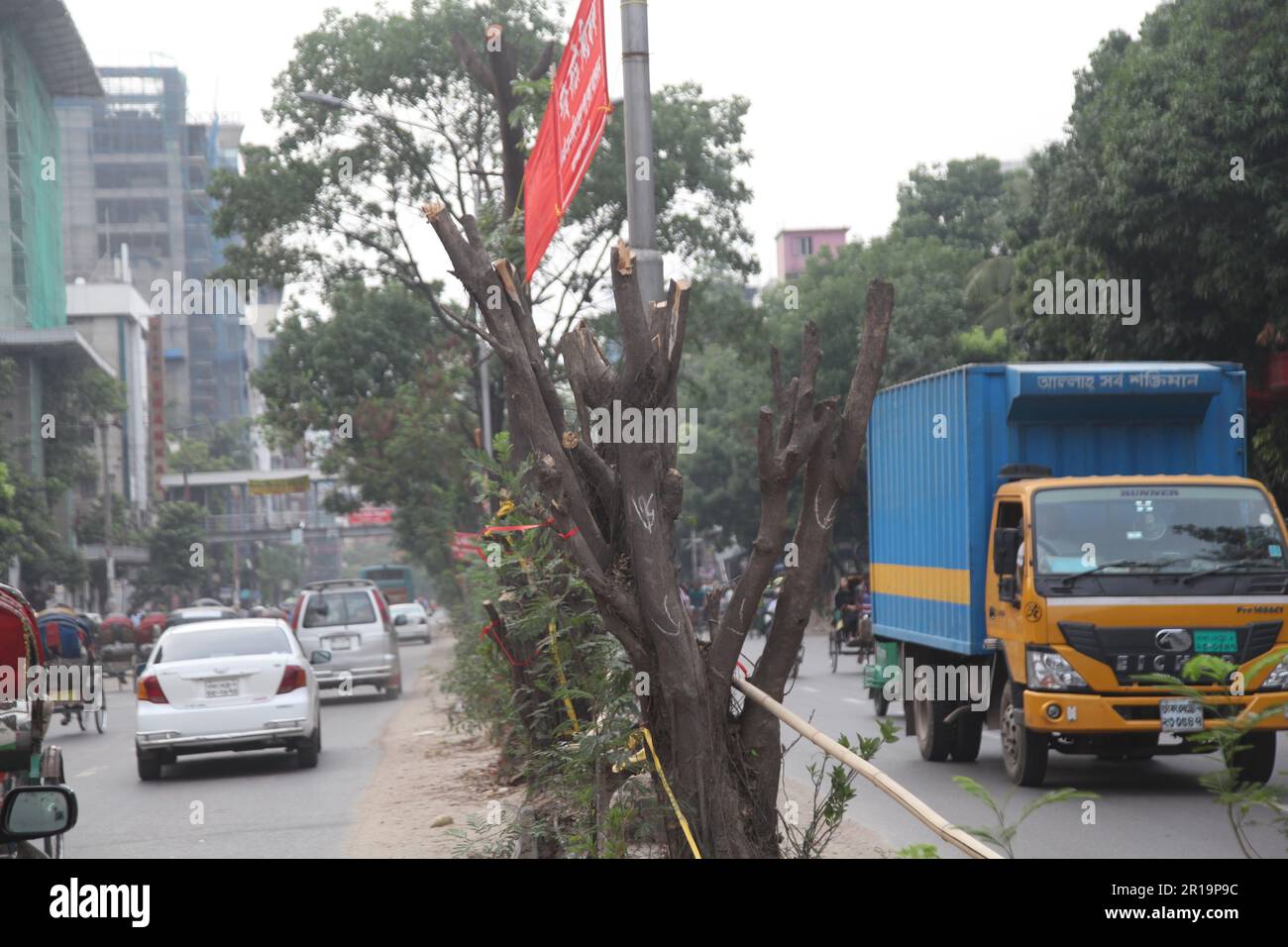 tree cutting ,Dhanmondi Saat Masjid road 12may2023, Dhanmondi Saat Masjid road divider tree cutting stop and native species work in the place of cut t Stock Photo