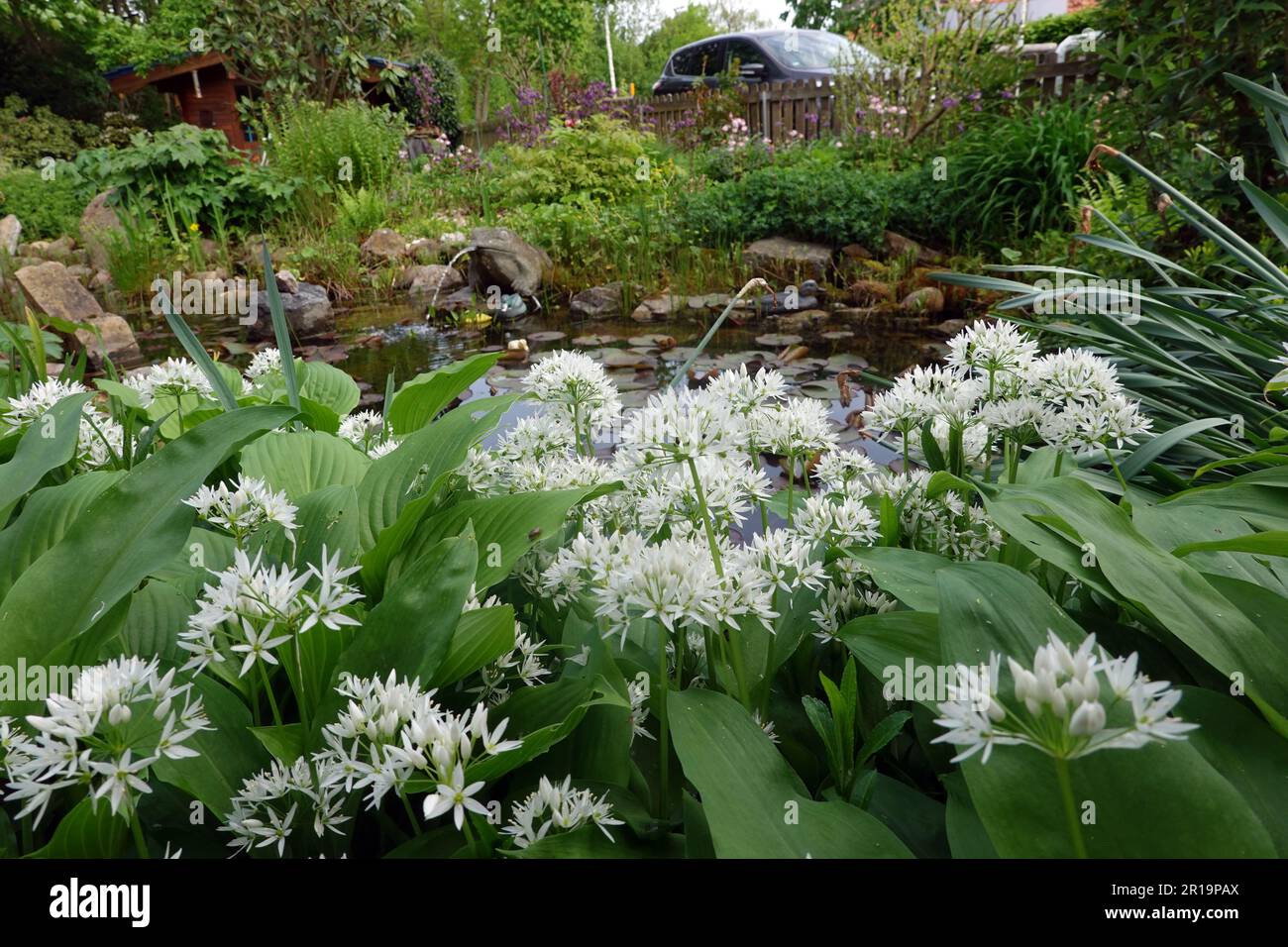blühender Bärlauch (Allium ursinum) im naturnahen Garten, Nordrhein