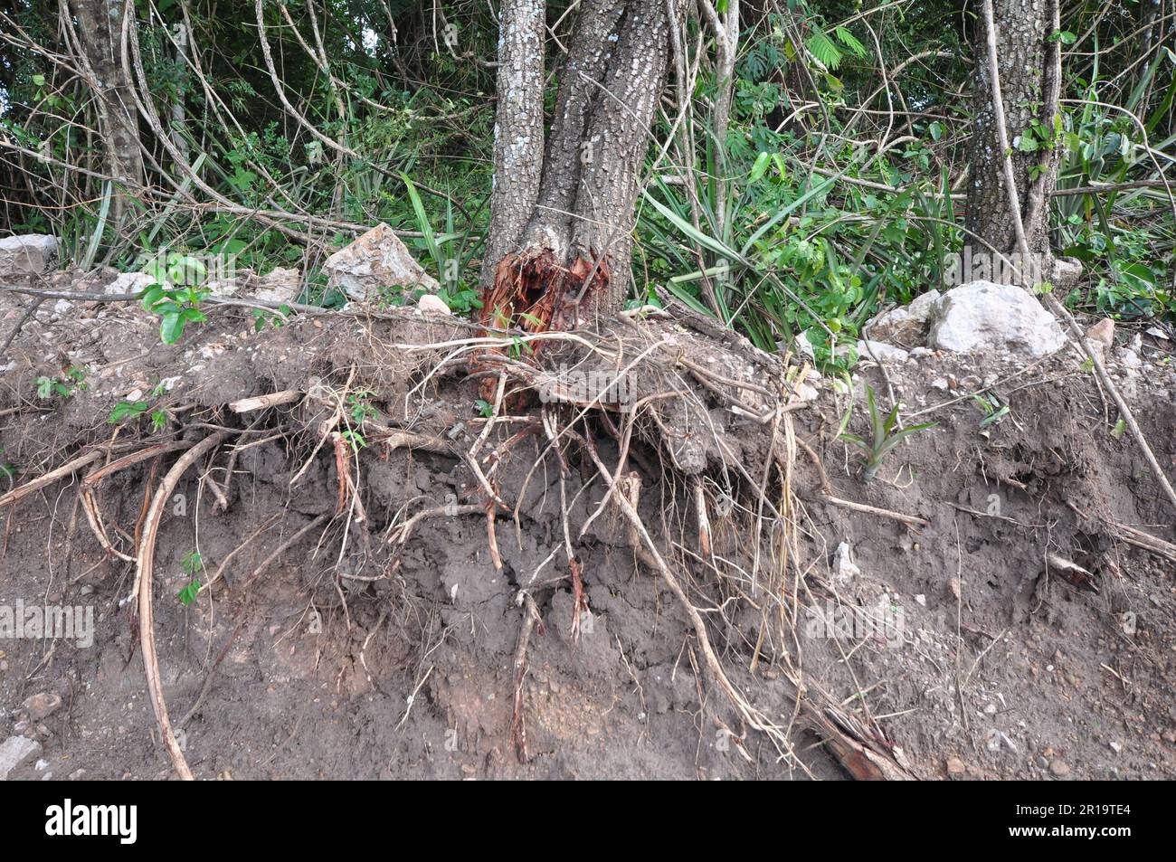 Tree roots appearing after deforestation in a rural area. Brazil Stock Photo
