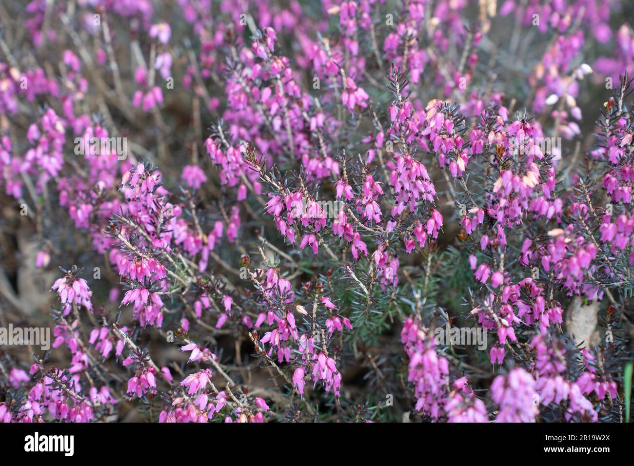 Flowerinf Calluna vulgaris, common heather, ling, or simply heather in spring. Stock Photo