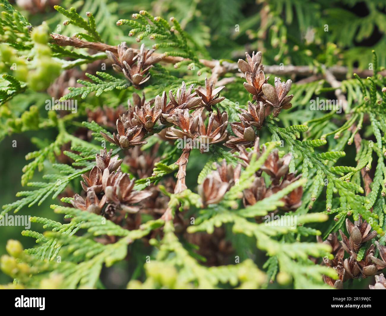 Close up of cypress cedar tree branch with bunch of open brown cones. Thuja occidentalis bush is evergreen coniferous tree. Macro of cypress branch Stock Photo