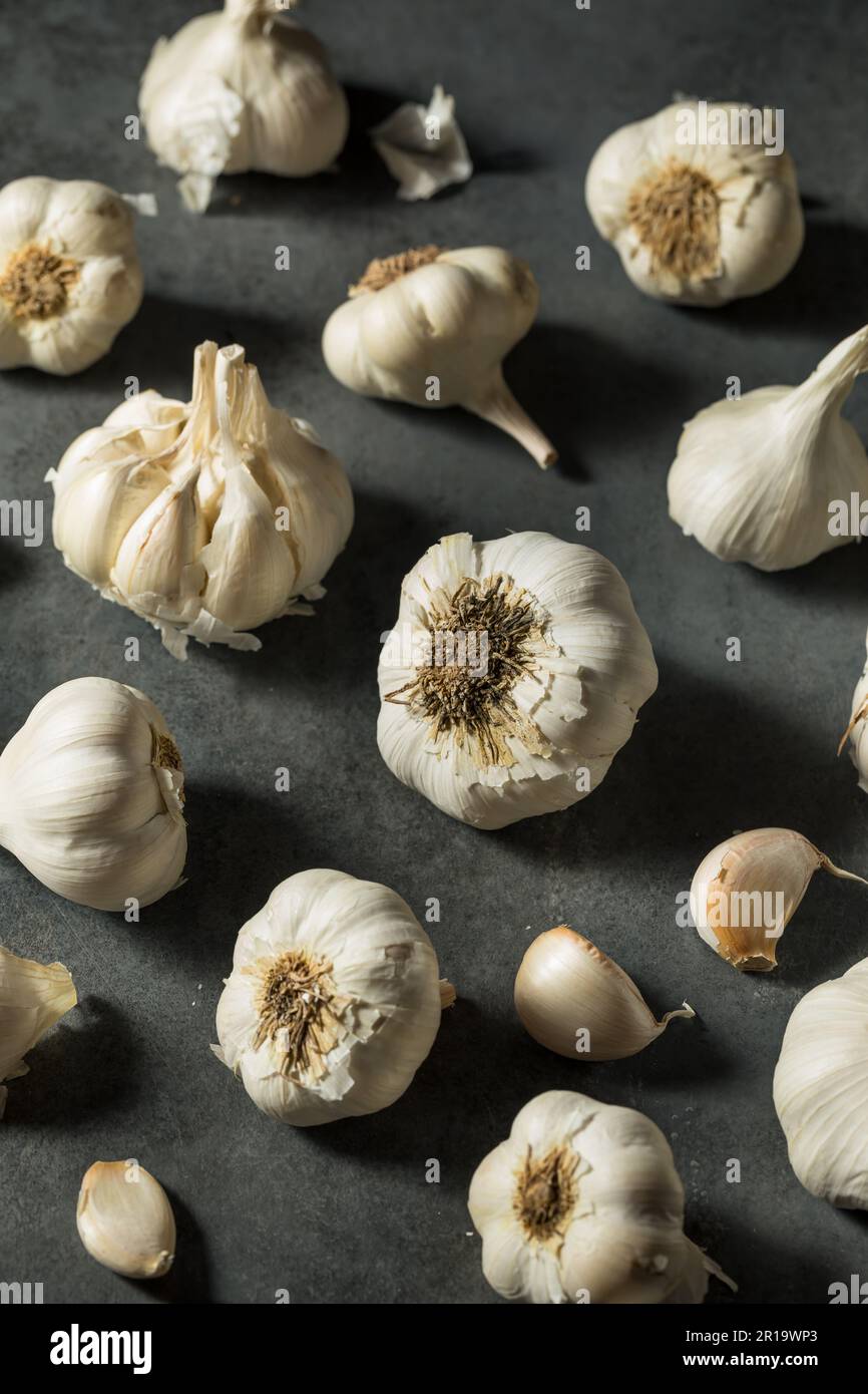 Garlic ready to harvest hi-res stock photography and images - Alamy
