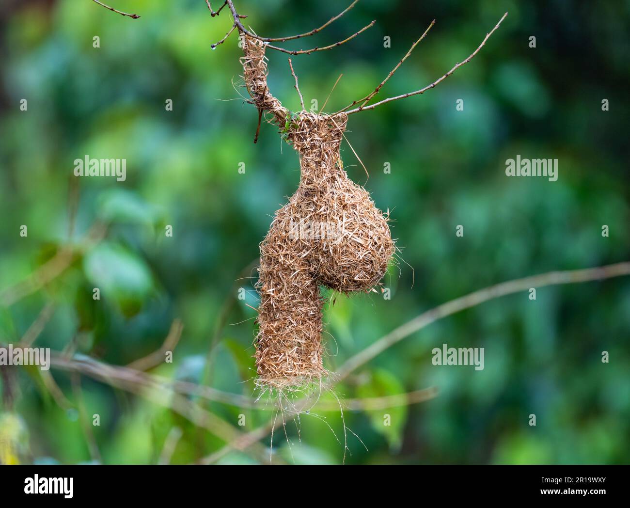 A strange shaped weaver nest hanging from a branch. Kenya, Africa. Stock Photo