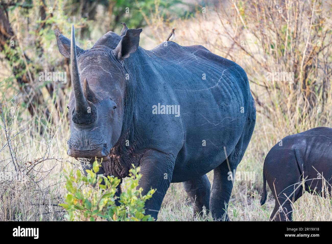 A female White Rhinoceros (Ceratotherium simum) in the wild. Undisclosed National Park, Kenya, Africa. Stock Photo