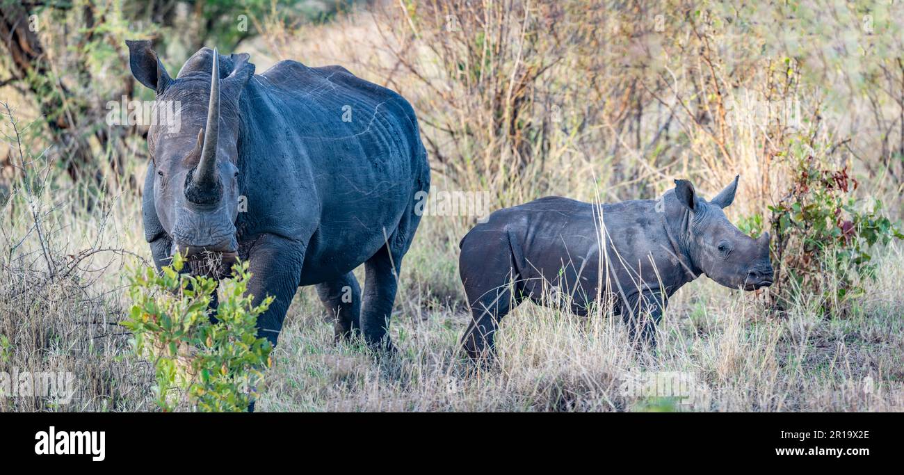 Mom and baby White Rhinoceros (Ceratotherium simum) in the wild. Undisclosed National Park, Kenya, Africa. Stock Photo