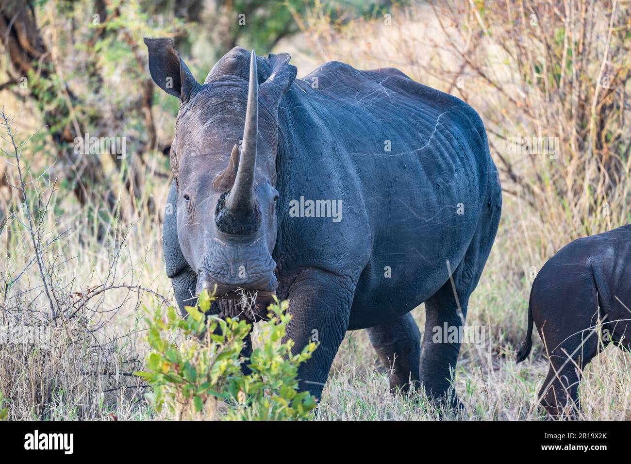 A female White Rhinoceros (Ceratotherium simum) in the wild. Undisclosed National Park, Kenya, Africa. Stock Photo
