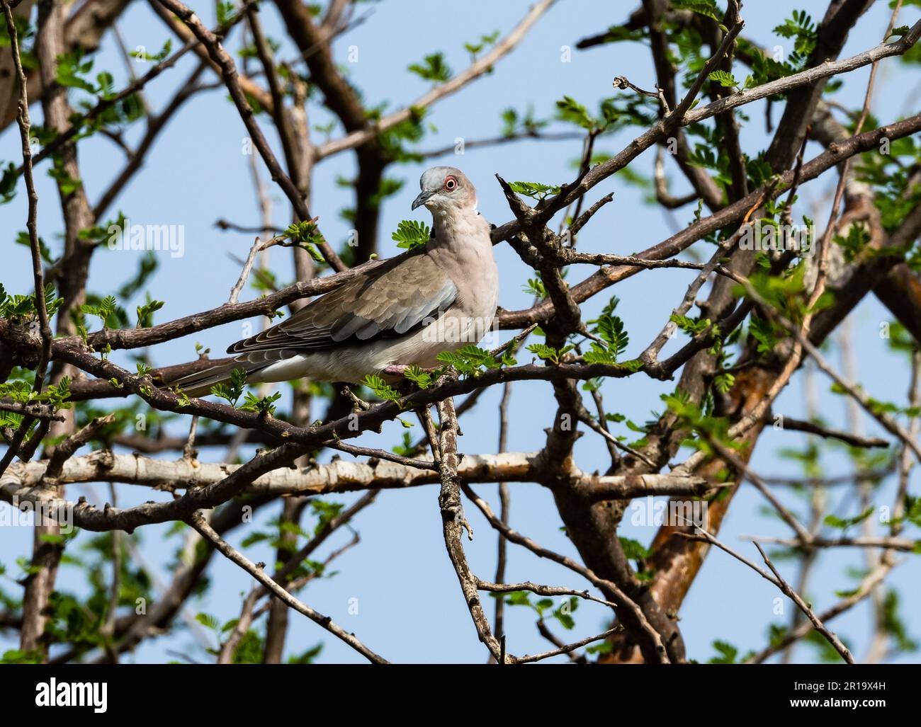 A Mourning Collared-Dove (Streptopelia decipiens) perched on a branch. Kenya, Africa. Stock Photo