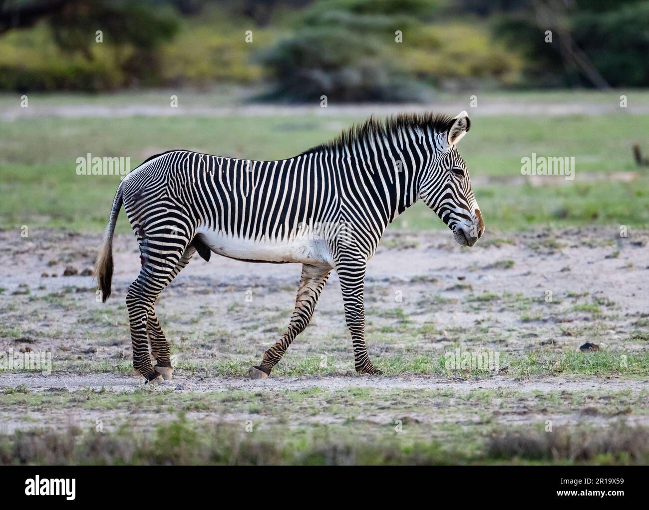 A Grévy's zebra (Equus grevyi) roaming the plains. Kenya, Africa. Stock Photo