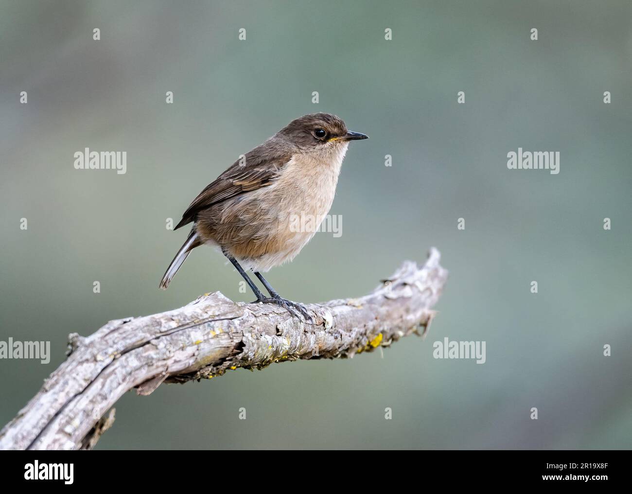 A Moorland Chat (Pinarochroa sordida) perched on a branch. Kenya, Africa. Stock Photo