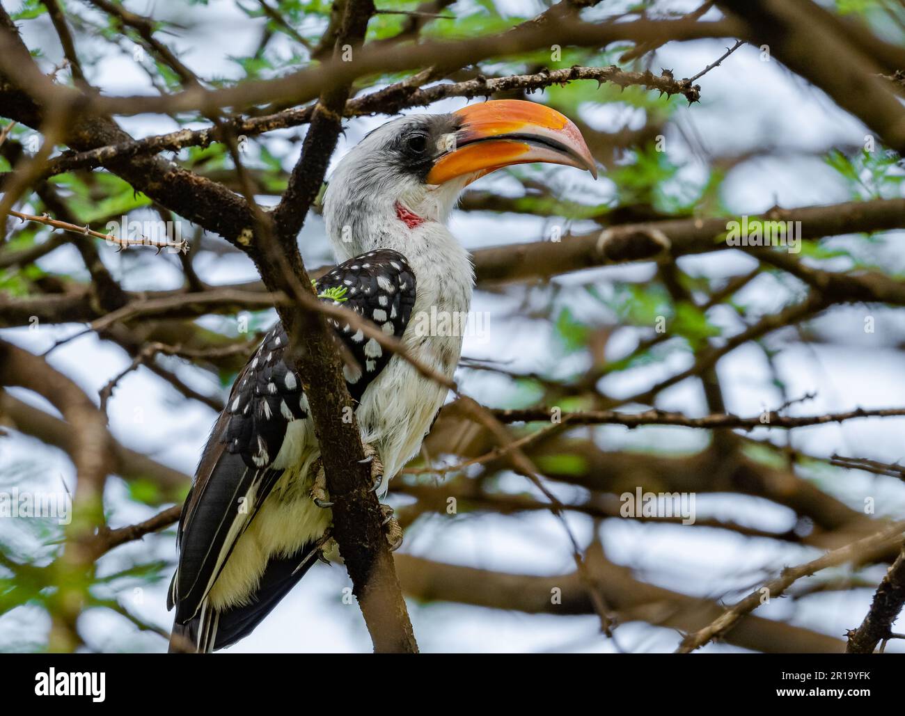 A Jackson's Hornbill (Tockus jacksoni) perched on a branch. Kenya, Africa. Stock Photo