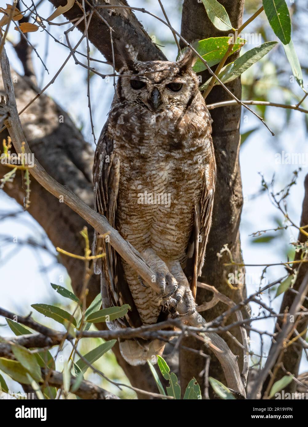 A Grayish Eagle-Owl (Bubo cinerascens) perched on a brach during day time. Kenya, Africa. Stock Photo