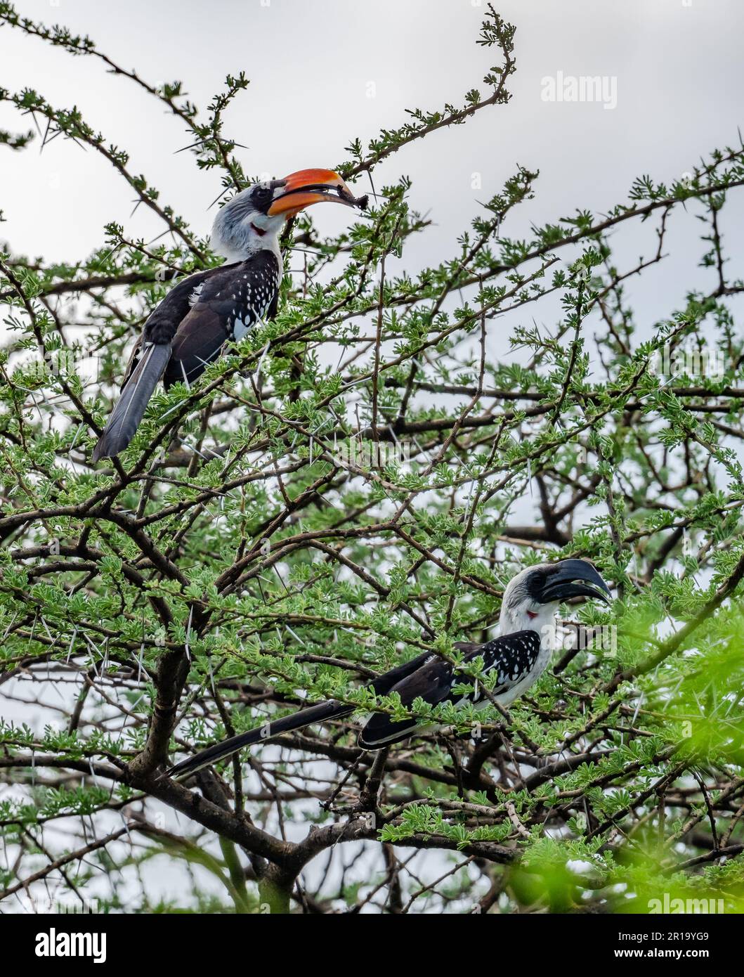 A pair Jackson's Hornbills (Tockus jacksoni) perched on a branch. Kenya, Africa. Stock Photo