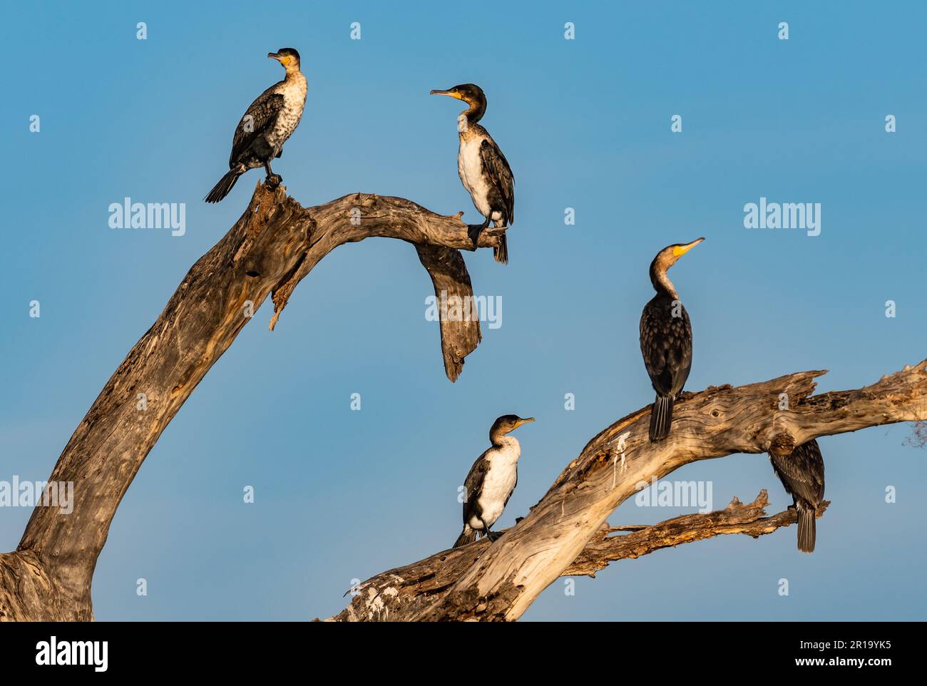 Wildlife phalacrocorax carbo hi-res stock photography and images - Alamy