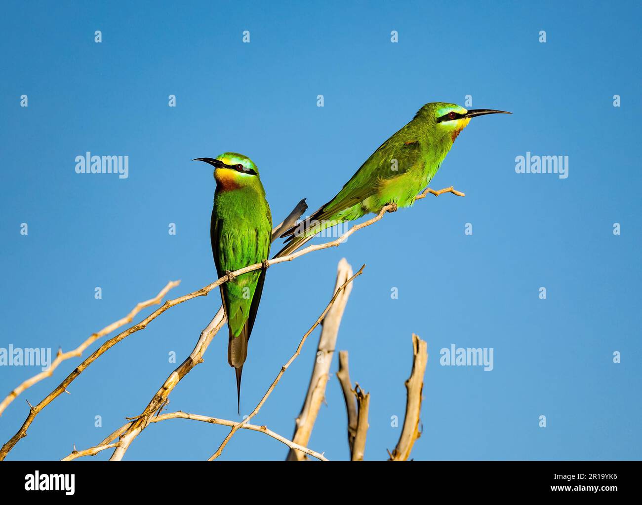 Two Blue-cheeked Bee-eaters (Merops persicus) perched on a branch. Kenya, Africa. Stock Photo