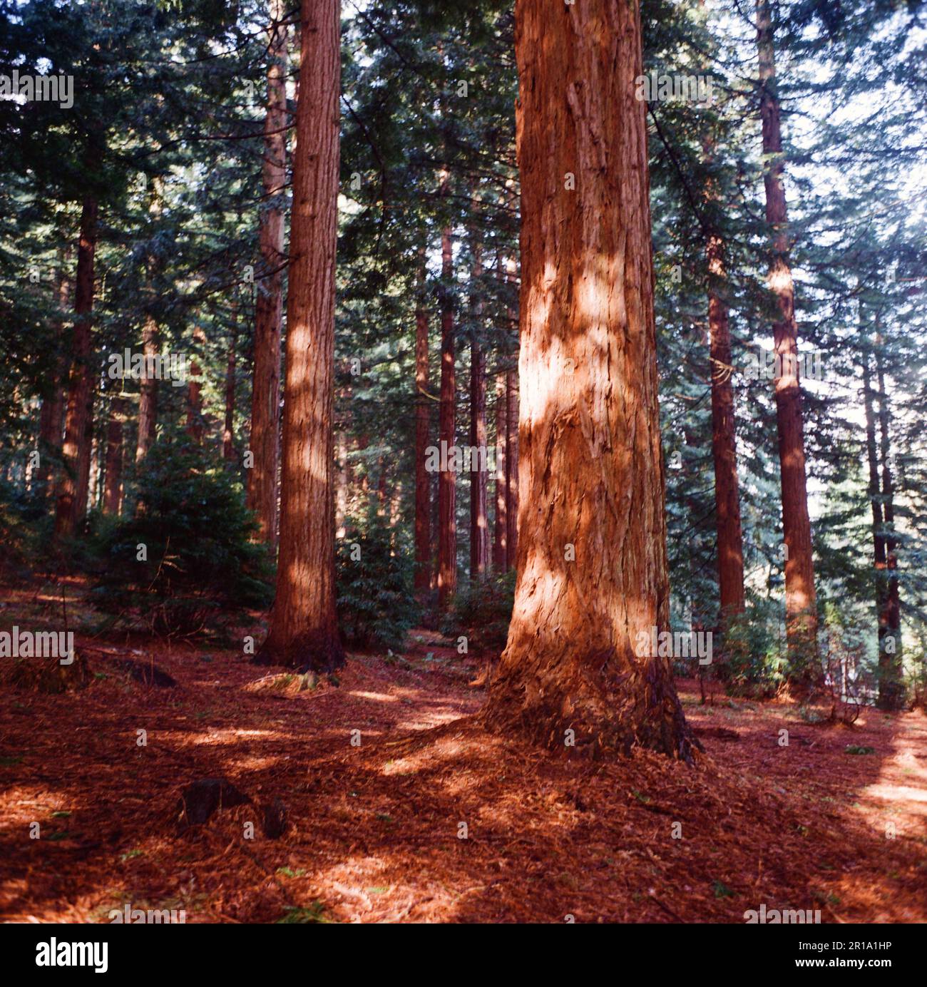 Giant Redwood trees , Giant Sequoia. Center Parcs, Longleat, Wiltshire
