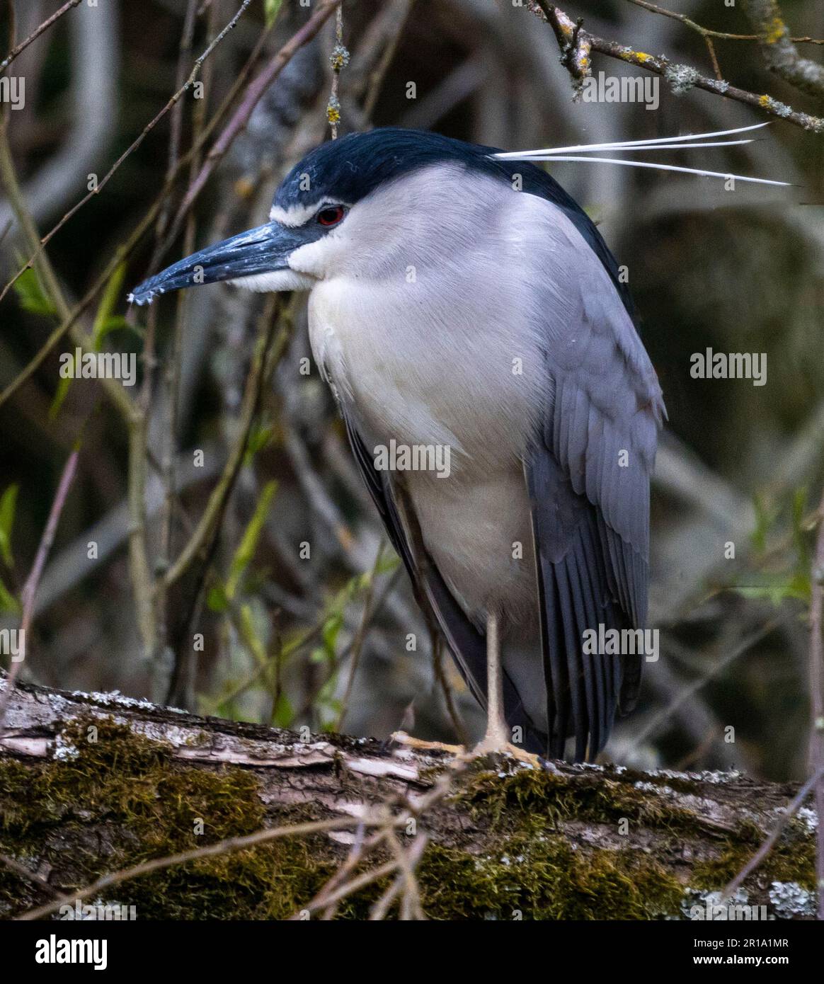 Black-crowned Night heron sat out after being a sleep all day Stock Photo