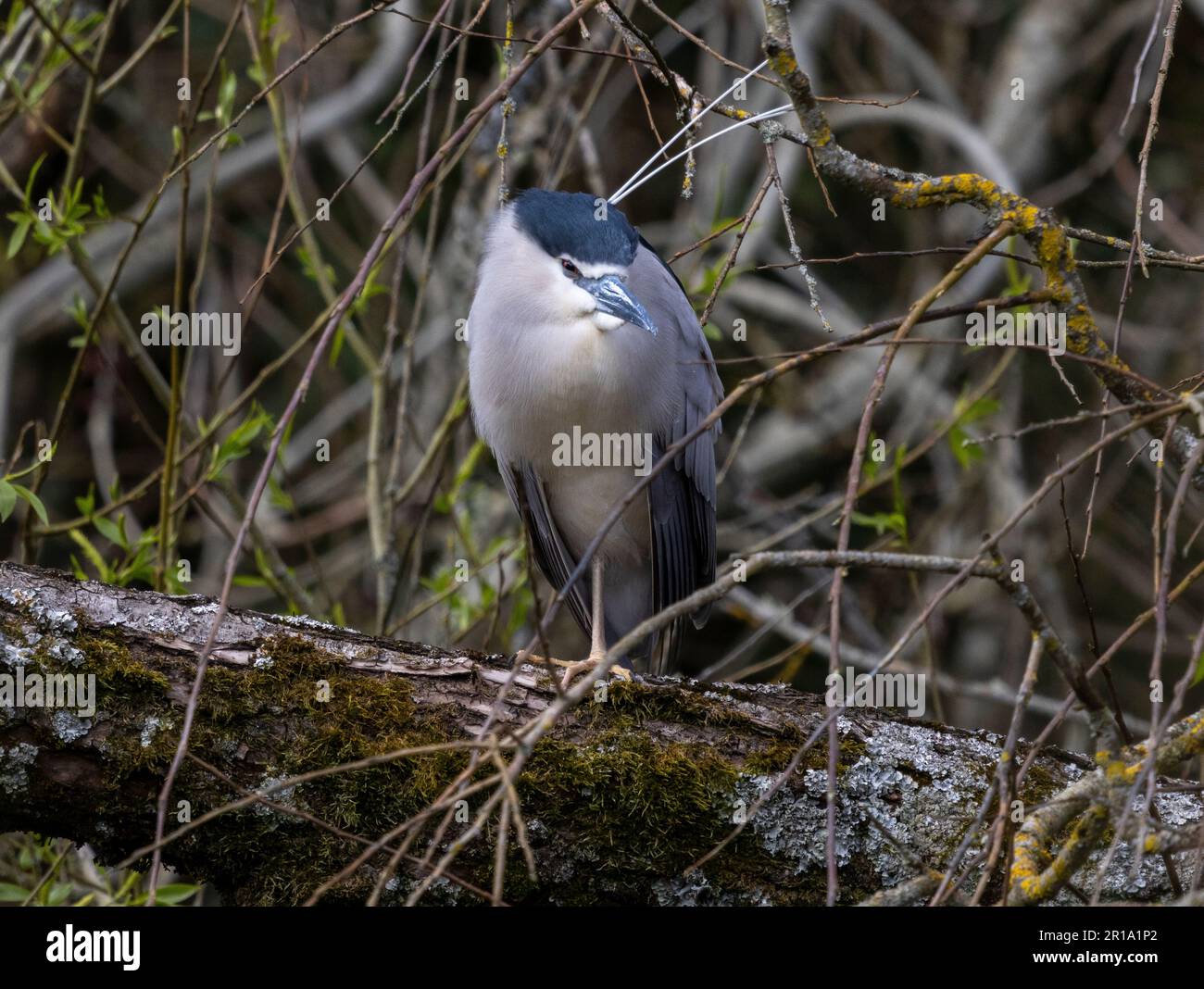 Black-crowned Night heron sat out after being a sleep all day Stock Photo