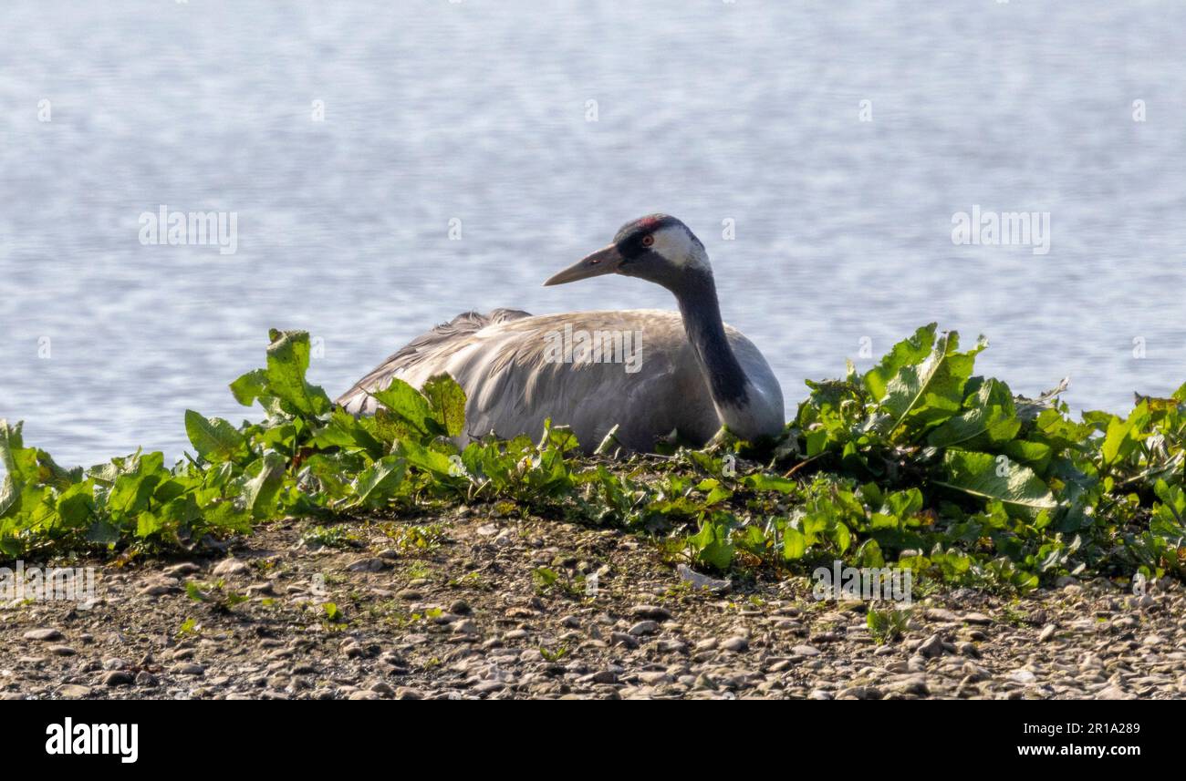 Crane sat on a nest and turning the eggs Stock Photo