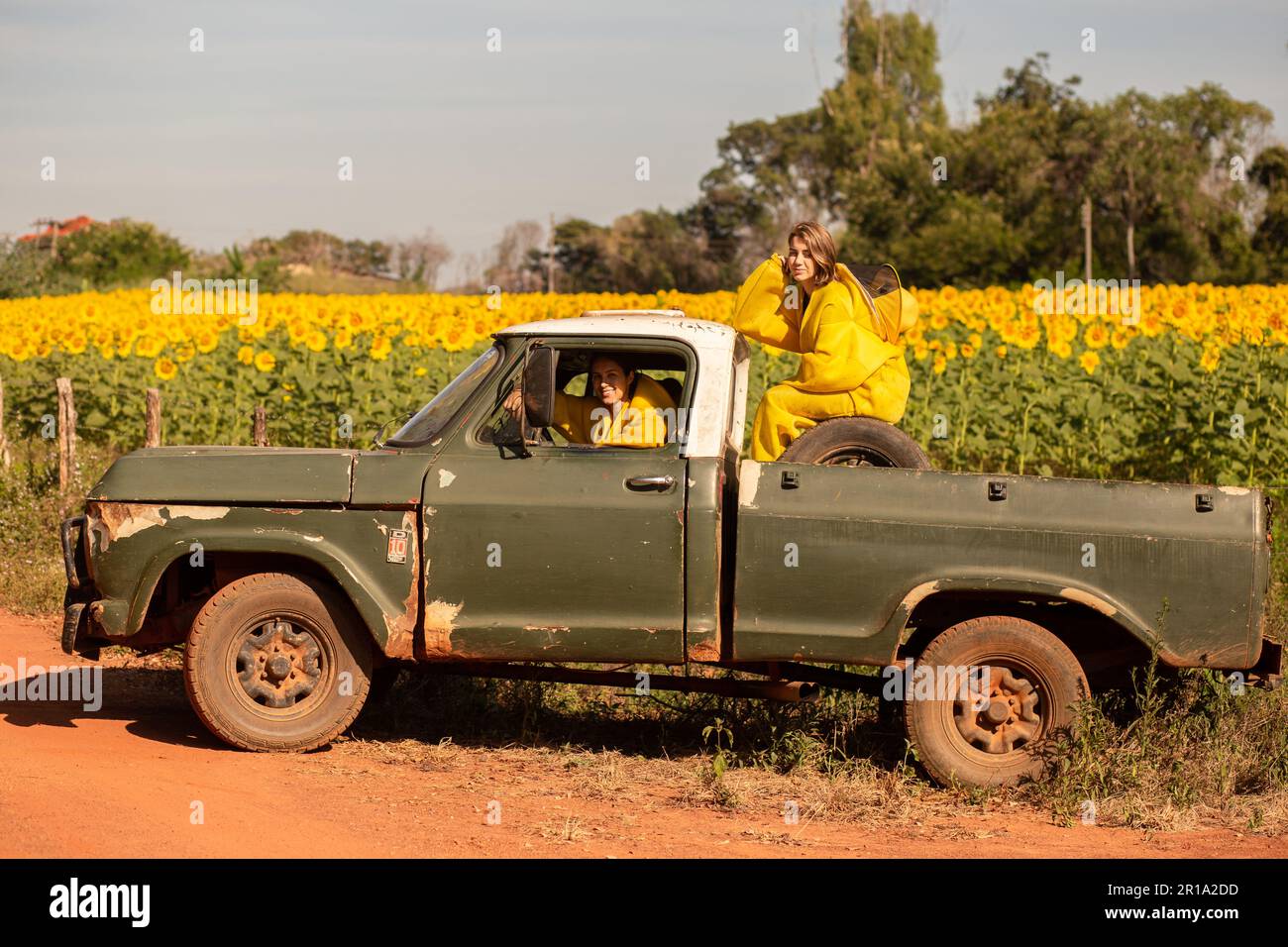 Goiânia, Goias, Brazil – May 11, 2023:  Two beekeepers in a pickup truck visiting a sunflower plantation. Stock Photo