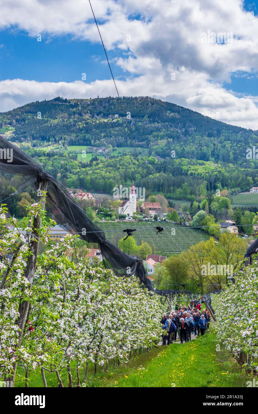 Puch bei Weiz church and village Puch bei Weiz, blossoming apple