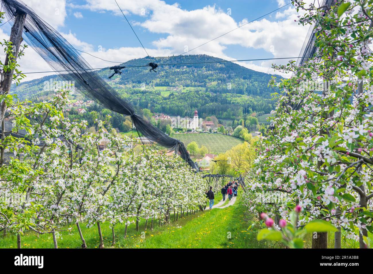 Puch bei Weiz church and village Puch bei Weiz, blossoming apple